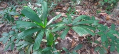 Licuala peltata