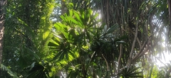 Licuala peltata