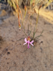 Pelargonium coronopifolium