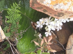 Streptocarpus vandeleurii
