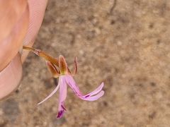 Pelargonium coronopifolium