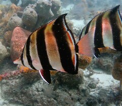 Chelmonops truncatus