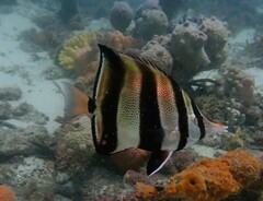 Chelmonops truncatus