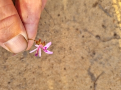 Pelargonium coronopifolium