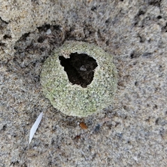 Psammechinus miliaris
