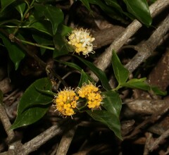 Gynochthodes jasminoides