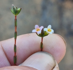 Lachnaea gracilis