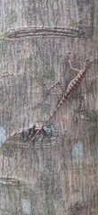 Agamidae