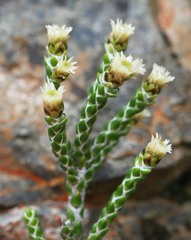 Helichrysum intermedium
