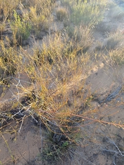 Lachnaea gracilis