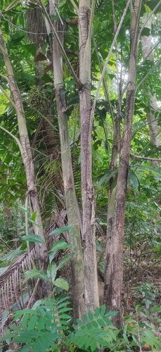 Caryota mitis