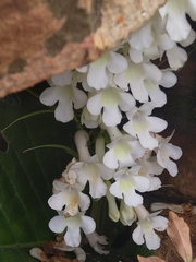 Streptocarpus vandeleurii