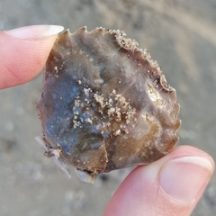 Liocarcinus vernalis