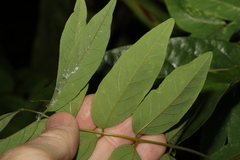 Derris involuta