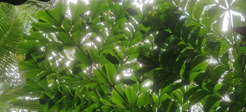 Caryota mitis