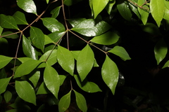 Phaleria chermsideana