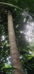 Pinanga manii