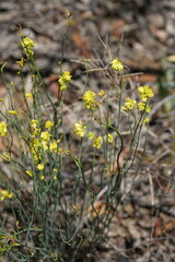 Glischrocaryon behrii