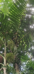 Pinanga manii