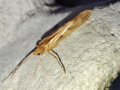 Limnephilus rhombicus