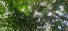 Pinanga manii