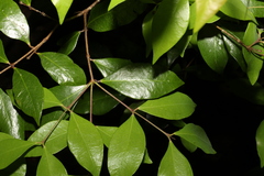Phaleria chermsideana
