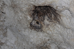 Artibeus jamaicensis