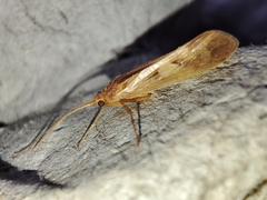 Limnephilus rhombicus
