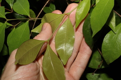 Phaleria chermsideana