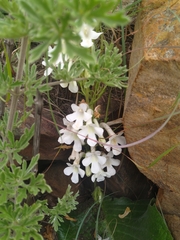 Streptocarpus vandeleurii