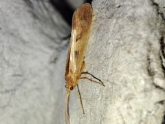 Limnephilus rhombicus