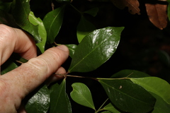 Phaleria chermsideana