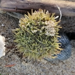 Psammechinus miliaris