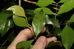Phaleria chermsideana