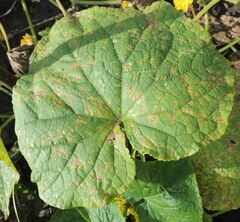 Pseudoperonospora cubensis