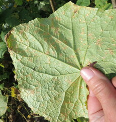 Pseudoperonospora cubensis