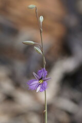 Thysanotus baueri