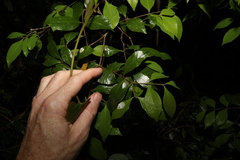 Phaleria chermsideana