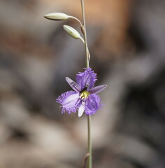 Thysanotus baueri