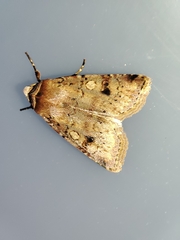 Cerastis faceta