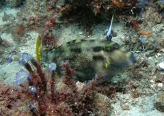 Meuschenia trachylepis