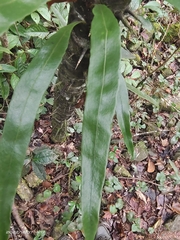 Lepidomicrosorium superficiale