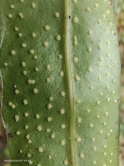 Lepidomicrosorium superficiale