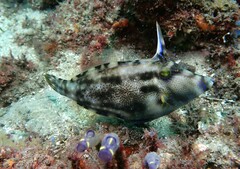 Meuschenia trachylepis