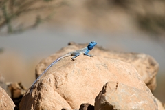 Pseudotrapelus jensvindumi