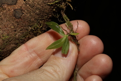 Sarcochilus
