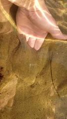 Citharichthys stigmaeus