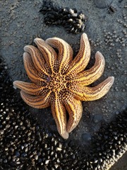 Stichaster australis