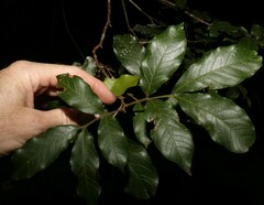 Alectryon subcinereus