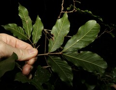 Alectryon subcinereus